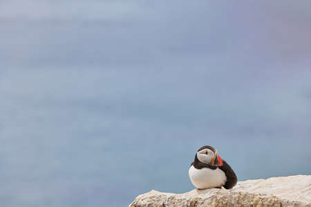 Atlantic Puffins bird or common Puffin in ocean blue background. Fratercula arctica. Ireland most popular birds.の写真素材