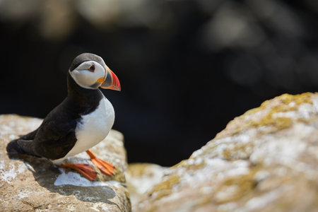 puffin standing on a rock cliff . fratercula arcticaの写真素材