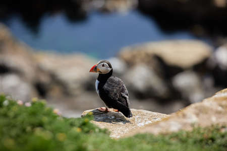 puffin standing on a rock cliff . fratercula arcticaの写真素材