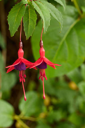 Fuchsia flower surrounded by vegetation. beautiful floral background. spring conceptの写真素材