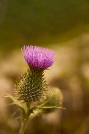 Cardoon plant in purple bloom. Wild Artichoke thistle also called Wild Cynara Cardunculus or Cardoon ..の写真素材