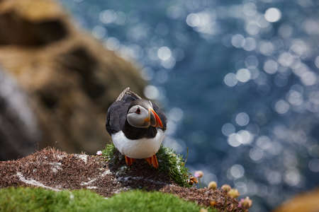 puffin birds on the Saltee Islands in Ireland, Fratercula arcticaの写真素材