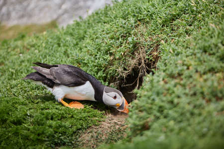 puffin birds on the Saltee Islands in Ireland, near their nest.