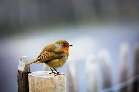 european robin perched (Erithacus Rubecula) bird wildlifeの写真素材