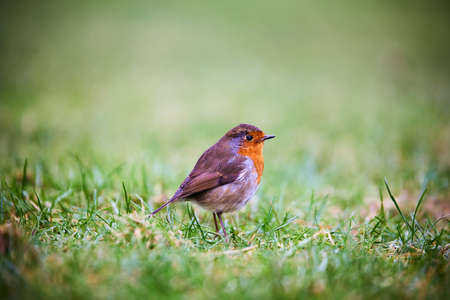 european robin perched (Erithacus Rubecula) bird wildlifeの写真素材