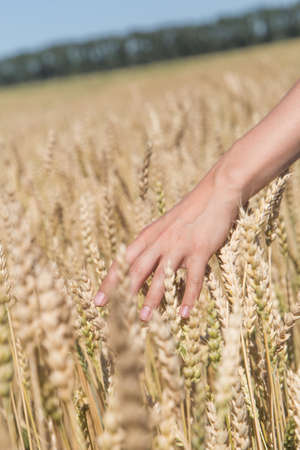 A man with his back to the viewer in a field of wheat touched by the hand of spikes in the sunset light.の写真素材