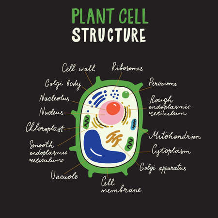 Vector of Plant cell structure. Hand - ID:1-125308110 - Royalty Free ...