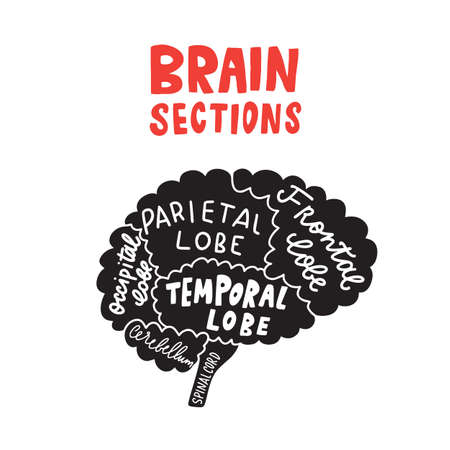 Brain sections. Funny typographic poster. Vector design