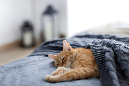 Red cat sleeps under a gray knitted plaidの写真素材