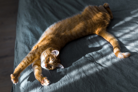 A red cat lies on a gray blanket. The rays of the sun fall on the cat. Cat basking in the sunの写真素材