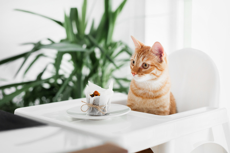 A red-haired cute cat sits at a white table on a white chair in front of a crochet and pulls his paw to the cakeの写真素材