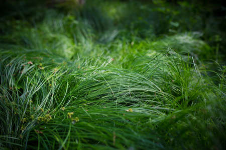 outdoor green fresh grass detailの写真素材