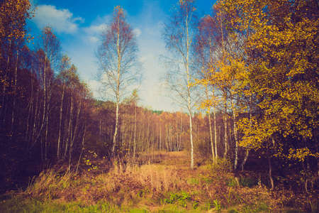 autumn bright colorful natureの写真素材