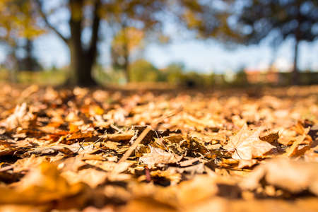 autumn red, yellow and golden leafの写真素材