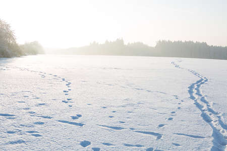 empty winter landscape under white snowの写真素材