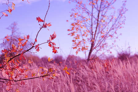 autumn red nature scene with leaves