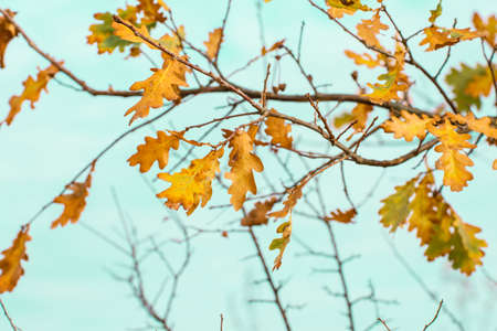 autumn brown nature scene with yellow leaves
