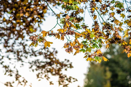 autumn brown nature scene with yellow and green leaves