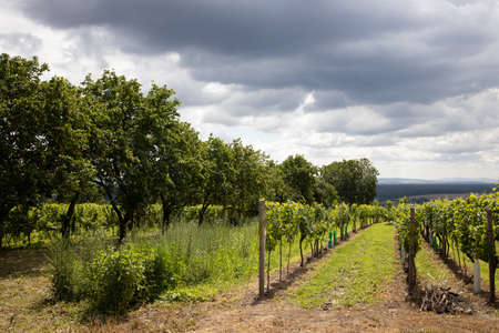 vineyard with white wine, outdoor romantic sceneの写真素材