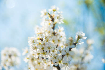 Wild cherry blossoms