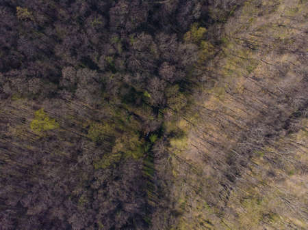 Forest in the Vrsac Mountains. Aerial photography.