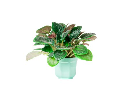 violetの写真素材