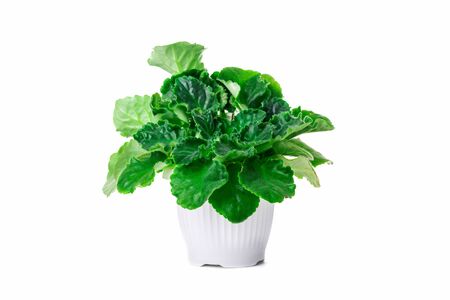 violetの写真素材