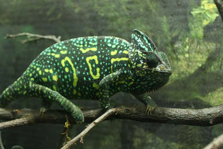 Calm chameleonの写真素材