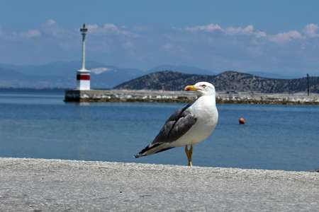 Seagull's freedomの写真素材