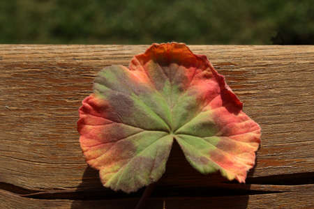 Autumn colors of one leaf