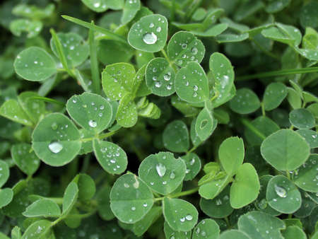 Clover with rain drops