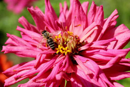 Bee on the pink flower