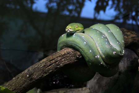 Green snake curled up