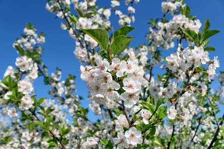 Cherry tree with flowers