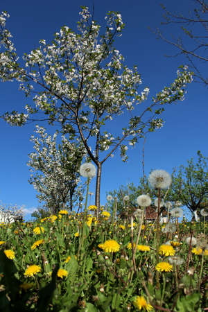 Dandelions and cherry treeの写真素材