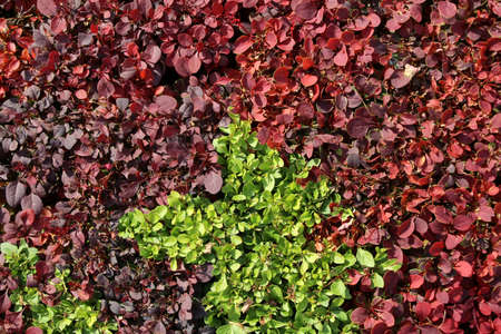 Colorful bushの写真素材