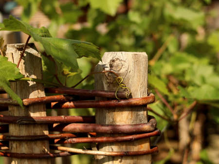 Trees fence covered with vines, taken in central Serbiaの写真素材