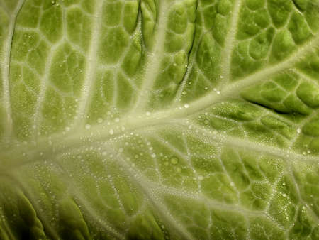 Cabbage leaves covered with drops, photographed just after getting from the refrigeratorの写真素材