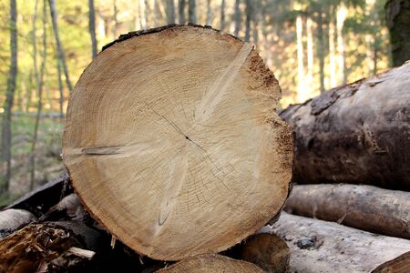 round cut of wood, cut a tree trunk in a spring forest. Slivers. Cut down trees. Wooden logs and...