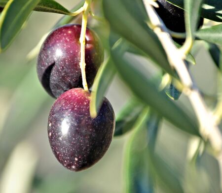 Olive Countryの写真素材