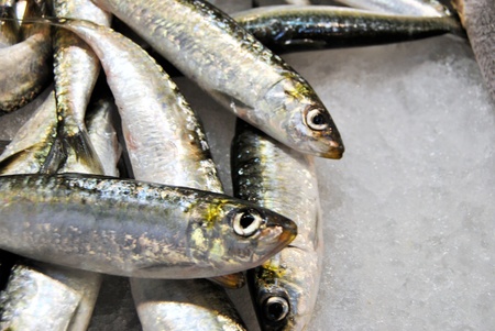 sardines isolated on white backgroundの写真素材