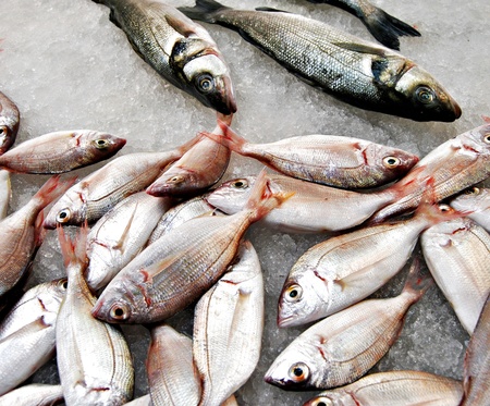 Fish Fundの写真素材