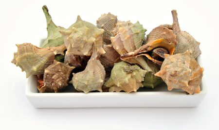 Shells isolated on white backgroundの写真素材