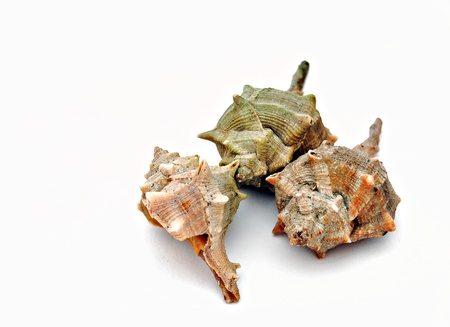 Shells isolated on white backgroundの写真素材