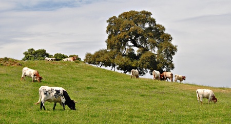 Several cows grazing in a meadow with trees in the backgroundの写真素材