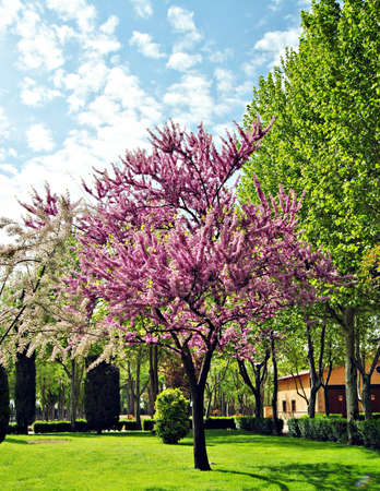 Tree with purple leaves, surrounded by other green leafy treesの写真素材