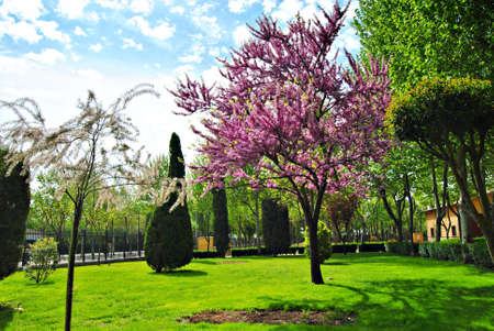 Tree with purple leaves, surrounded by other green leafy treesの写真素材