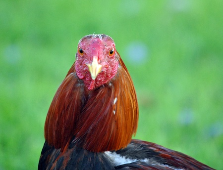 Portrait of a rooster in the foreground with blurred green backgroundの写真素材