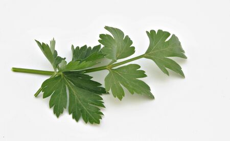 Several leaves coriander green surrounded by whiteの写真素材