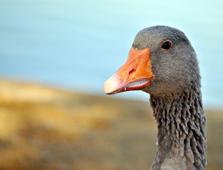 Close up of duck with blurred backgroundの写真素材